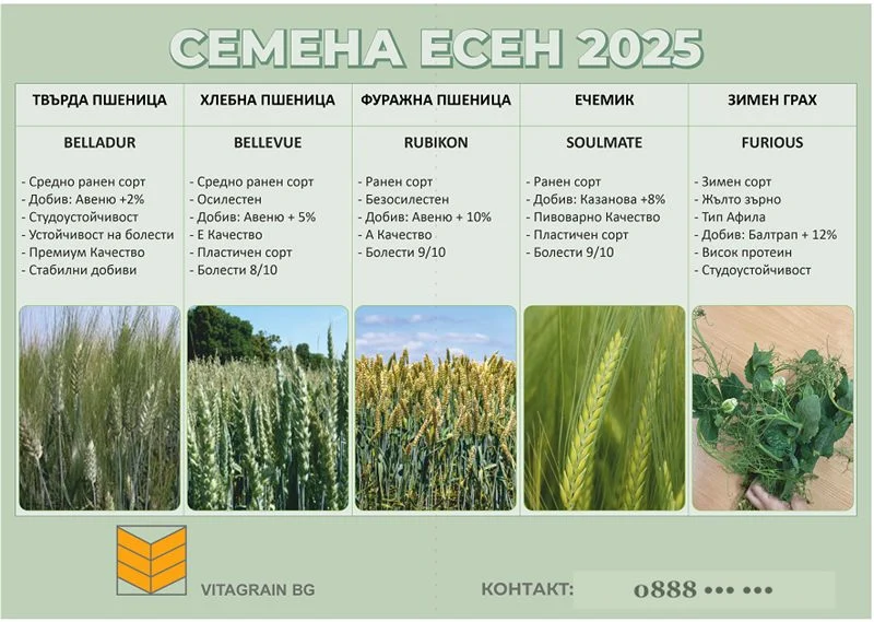 Флаер Vitagrain BG „Семена есен 2025“ — пет сорта със снимки на житата, в зелено